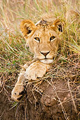 LNS 01 MC0004 01
Portrait Of African Lioness Laying On Dirt Ledge Kenya