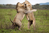 LNS 01 MC0011 01
African Lion Males Fighting In Grasslands Tanzania