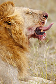 LNS 01 MC0015 01
Head Shot Of African Lion Male Eating Kill Kenya