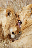 LNS 01 MC0016 01
Close-Up Of Two African Lions Grooming One Another Kenya
