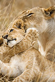 LNS 01 MC0017 01
Close-Up Of African Lioness Grooming Cub Kenya