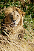 LNS 01 MC0018 01
African Lion Male Peering Through Tall Grass Kenya