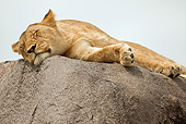 LNS 01 MC0020 01
African Lioness Sleeping On Rock Kenya