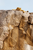 LNS 01 MC0021 01
Lioness Resting On Rocks Tanzania