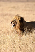 LNS 01 MC0023 01
Portrait Of Male Lion Standing In Savanna Masai Mara, Kenya