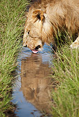 LNS 01 MC0024 01
Portrait Of Male Lion Drinking At Watering Hole Masai Mara, Kenya