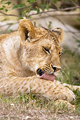 LNS 01 MC0025 01
Close-Up Of Lioness Grooming Masai Mara, Kenya