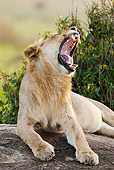LNS 01 MC0026 01
Portrait Of Young Male Lion Yawning Masai Mara, Kenya