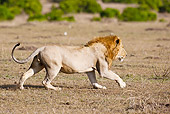 LNS 01 MC0028 01
Male Lion Running Through Grassland Masai Mara, Kenya