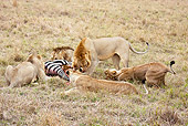 LNS 01 MC0029 01
Lions Eating Fresh Kill In Savanna Masai Mara, Kenya