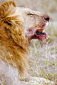 LNS 01 MC0030 01
Close-Up Of Lion Eating Fresh Kill In Savanna Masai Mara, Kenya