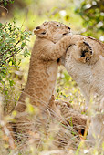 LNS 01 MC0031 01
Portrait Of Lioness Playing With Cub Masai Mara, Kenya