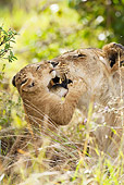 LNS 01 MC0032 01
Portrait Of Lioness Playing With Cub Masai Mara, Kenya