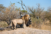 LNS 01 MC0033 01
African Lion Male With Black Mane In Moremi Game Reserve, Botswana
