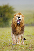 LNS 01 MC0034 01
Portrait Of African Lion Male Roaring In Masai Mara Game Reserve, Kenya