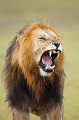 LNS 01 MC0035 01
Portrait Of African Lion Male Roaring In Masai Mara Game Reserve, Kenya