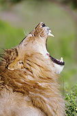 LNS 01 MC0036 01
Head Shot Of African Lion Male Roaring In Masai Mara Game Reserve, Kenya