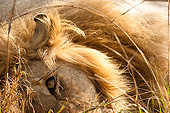 LNS 01 MC0037 01
Close-Up Of African Lion Male Resting On Grass In Masai Mara Game Reserve, Kenya