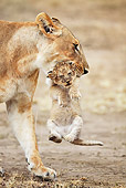 LNS 01 MH0002 01
Portrait Of Lioness Carrying Cub Kenya