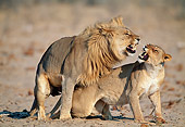 LNS 01 MH0005 01
Lions Mating In Savanna Namibia