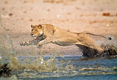 LNS 01 MH0006 01
Lioness Leaping Over Watering Hole Namibia