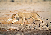 LNS 01 MH0007 01
Lioness Running Through Savanna Namibia
