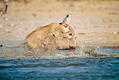 LNS 01 MH0008 01
Lioness Killing Kudu In Watering Hole Namibia
