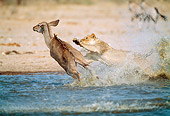 LNS 01 MH0009 01
Lioness Attacking Kudu In Watering Hole Namibia