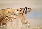 LNS 01 MH0010 01
Close-Up Of Lioness Attacking Kudu In Savanna Namibia