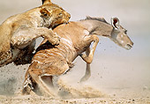 LNS 01 MH0011 01
Close-Up Of Lioness Attacking Kudu In Savanna Namibia