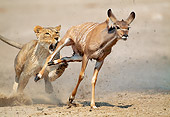 LNS 01 MH0012 01
Lioness Attacking Kudu In Savanna Namibia