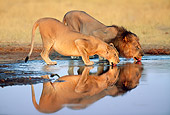 LNS 01 MH0013 01
Male And Female Lions Drinking From Watering Hole Botswana