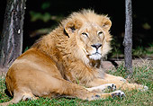 LNS 01 MH0014 01
Asiatic Lion Resting On Grass India