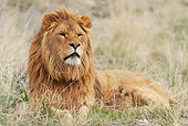 LNS 01 NE0008 01
African Lion Male Resting In Grass Kenya