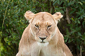 LNS 01 NE0009 01
Portrait Of Lioness Masai Mara National Reserve, Kenya