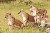 LNS 01 NE0010 01
African Lion Pride In Grass Masai Mara National Reserve, Kenya