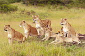 LNS 01 NE0011 01
African Lion Pride In Grass Masai Mara National Reserve, Kenya