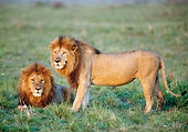 LNS 01 NE0014 01
Two African Lions On Grass Masai Mara Kenya