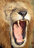 LNS 01 NE0016 01
Portrait Of African Lion Male With Flehmen Response Kenya