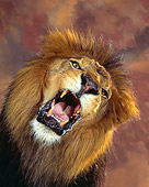 LNS 01 RK0007 33
Close Up Head Shot Of Fierce Lion Snarling Facing Camera