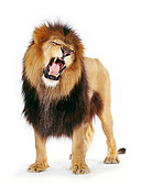 LNS 01 RK0020 01
Full Body Shot Of Lion Standing And Facing Camera Growling On White Seamless