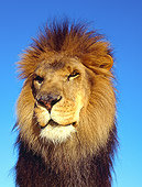 LNS 01 RK0026 08
Lion