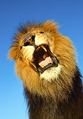 LNS 01 RK0027 02
Lion