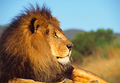 LNS 01 RK0030 03
Profile Head Shot Of Lion