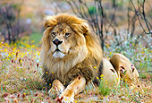 LNS 01 RK0041 01
Lion Laying On Savanna