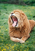 LNS 01 RK0073 06
Male Lion Laying On Grass With Mouth Open Yawning
