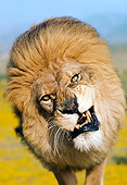 LNS 01 RK0075 03
Head Shot Of Lion Growling