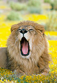 LNS 01 RK0076 02
Head Shot Of Male Lion Laying On Yellow Flower Field Yawning