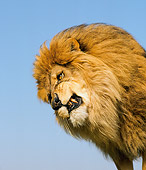 LNS 01 RK0078 02
Lion Snarling