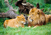 LNS 01 RK0083 01
Male And Female Lion Laying Together On Grass By Dead Tree Trunk